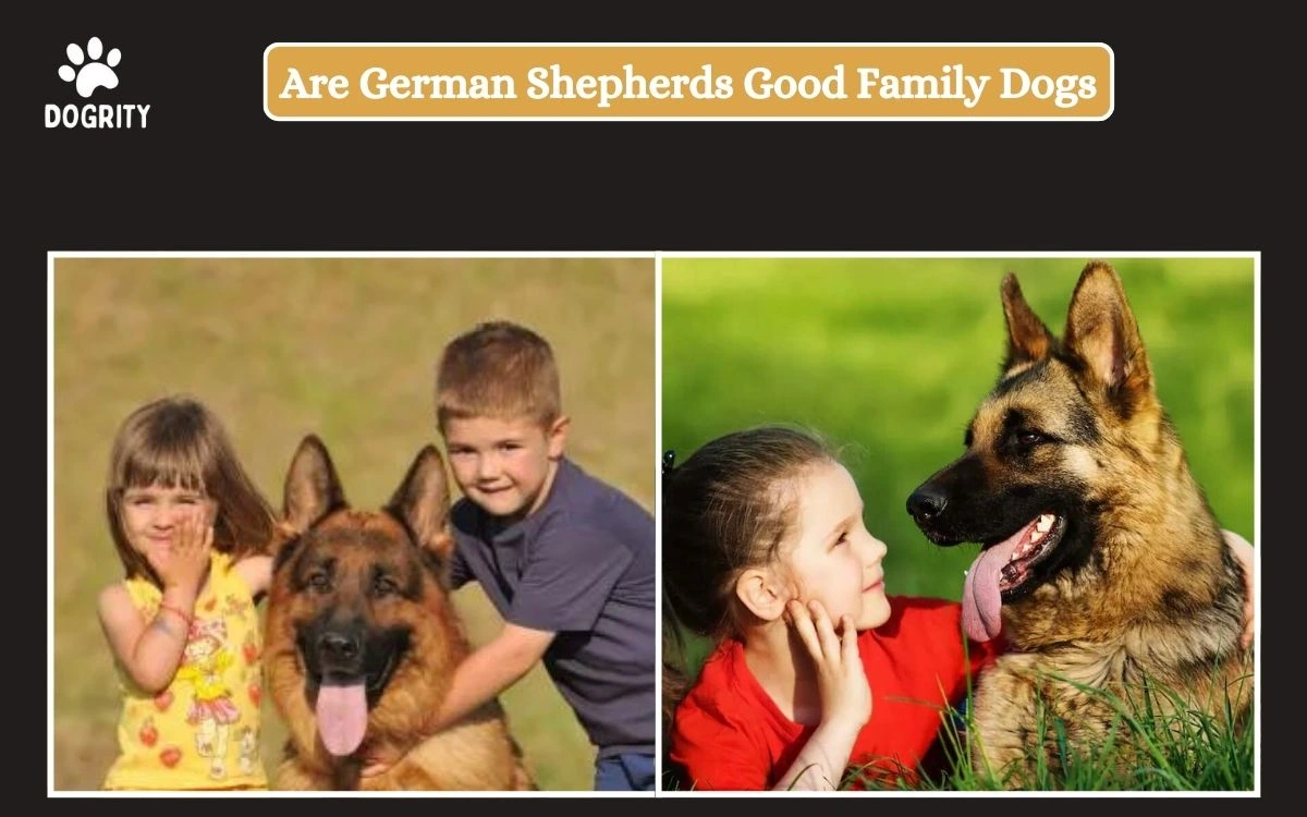 Are German Shepherds good family dogs