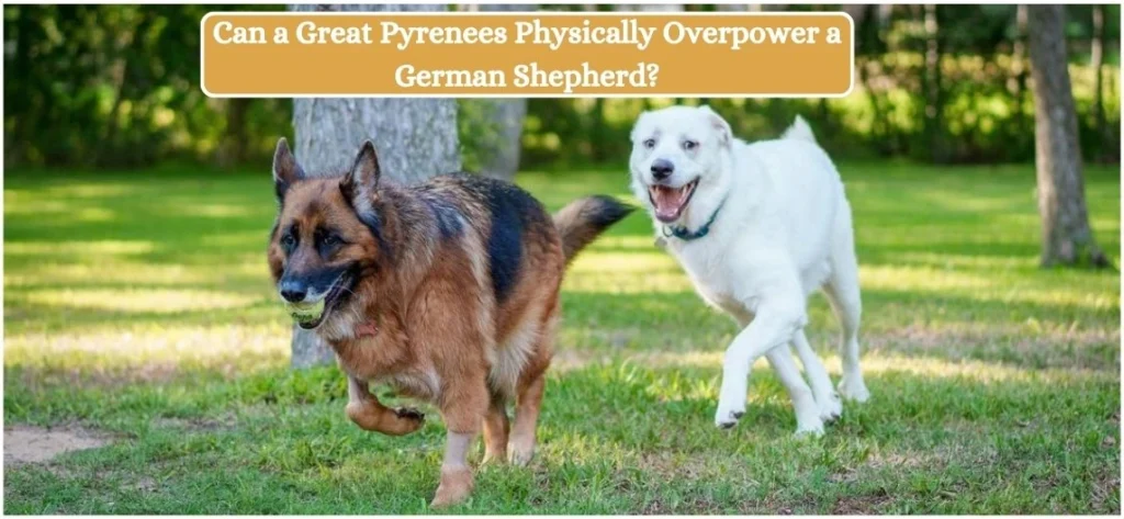 Can a Great Pyrenees Physically Overpower a German Shepherd_