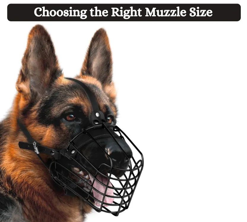 Choosing the Right Muzzle Size