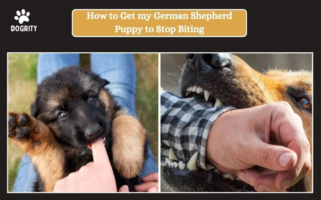 How to Get my German Shepherd Puppy to Stop Biting