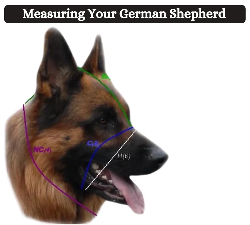 Measuring Your German Shepherd