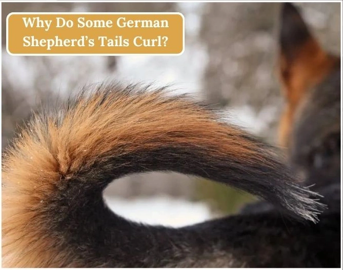 Why Do Some German Shepherd’s Tails Curl_
