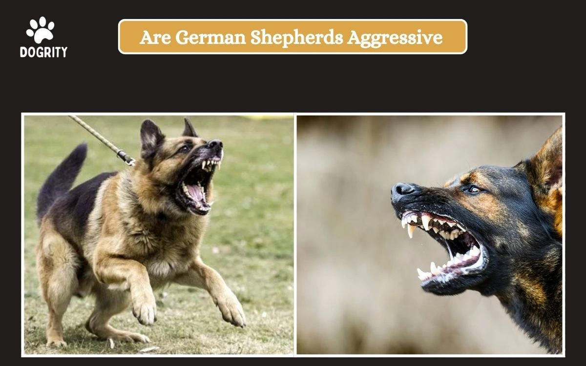 are german shepherds aggressive