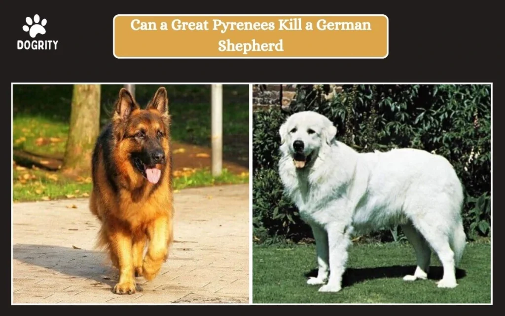 can a great pyrenees kill a german shepherd