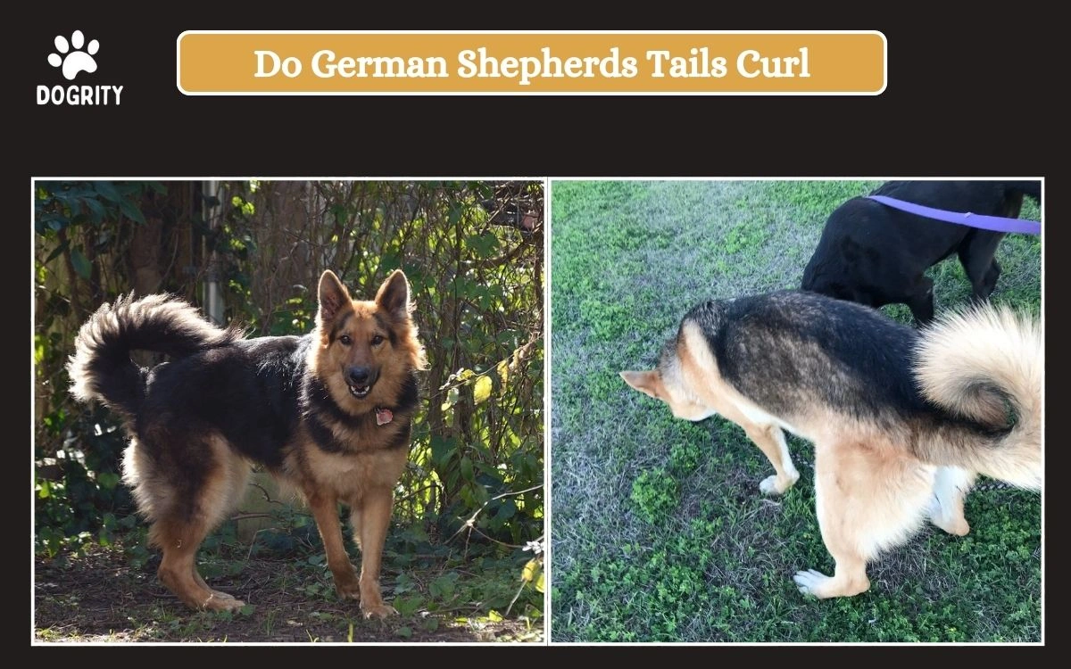 do german shepherds tails curl