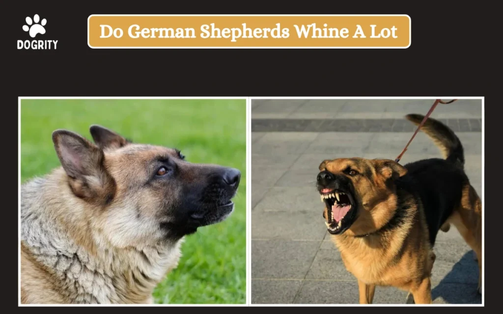 do german shepherds whine a lot