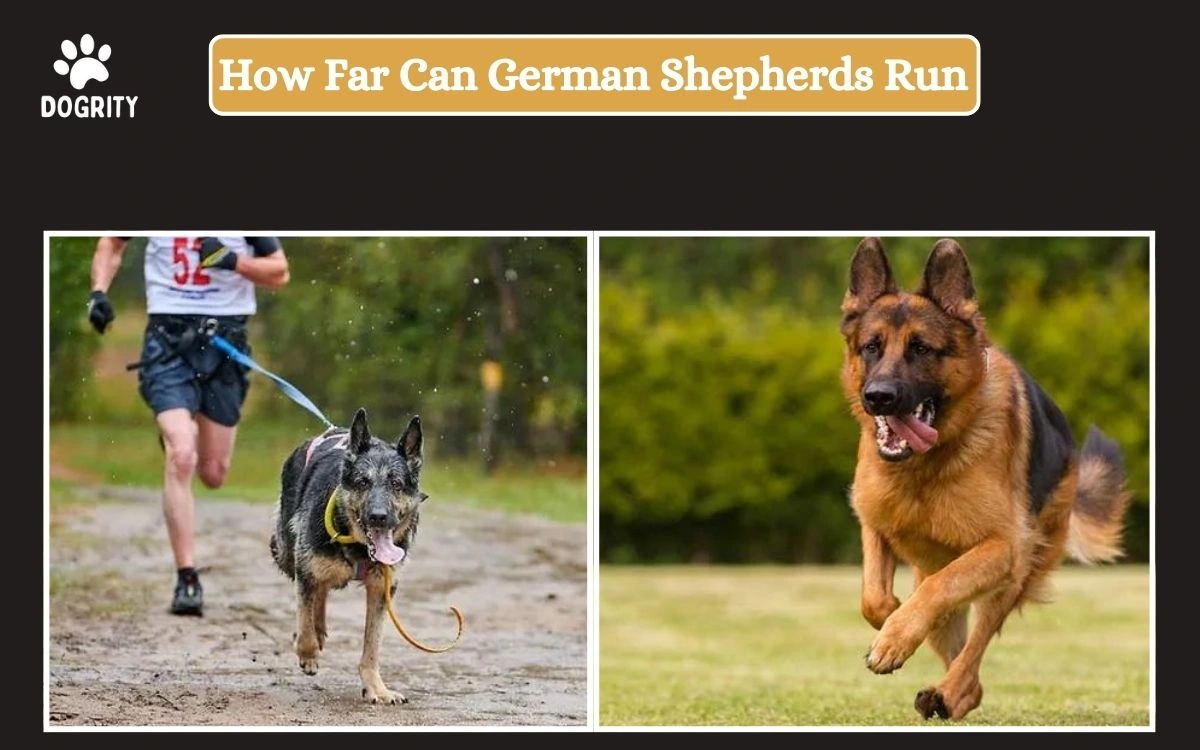 how far can german shepherds run