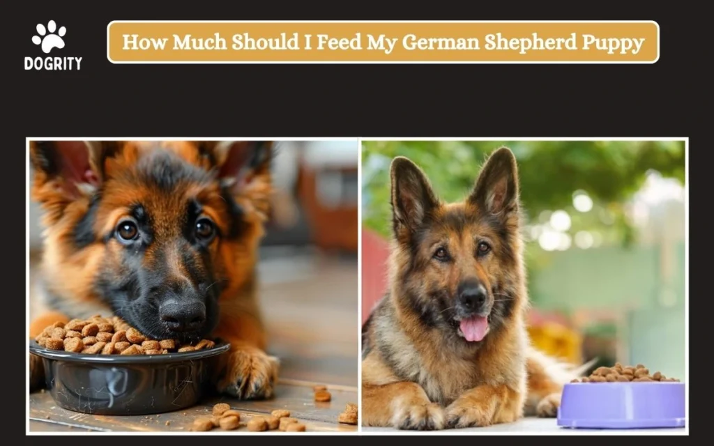 How much to feed a german shepherd puppy best sale