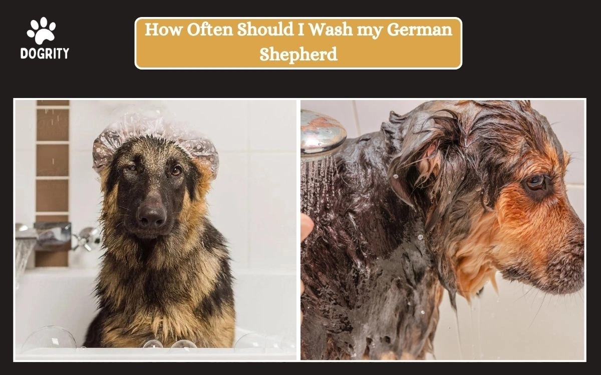 how often should i wash my german shepherd