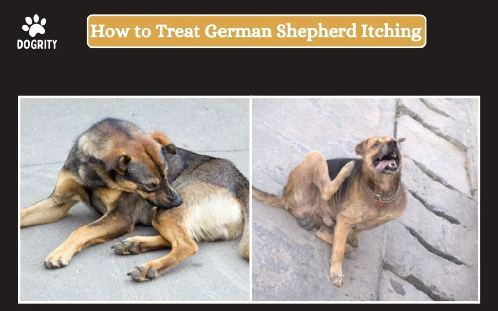 how to treat german shepherd itching