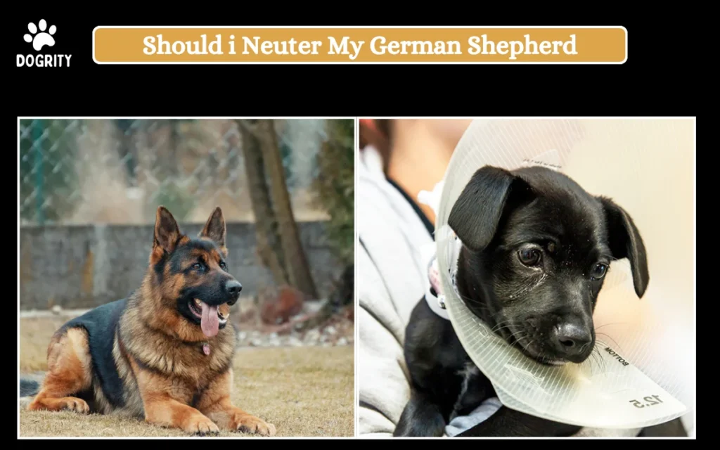  should i neuter my german shepherd