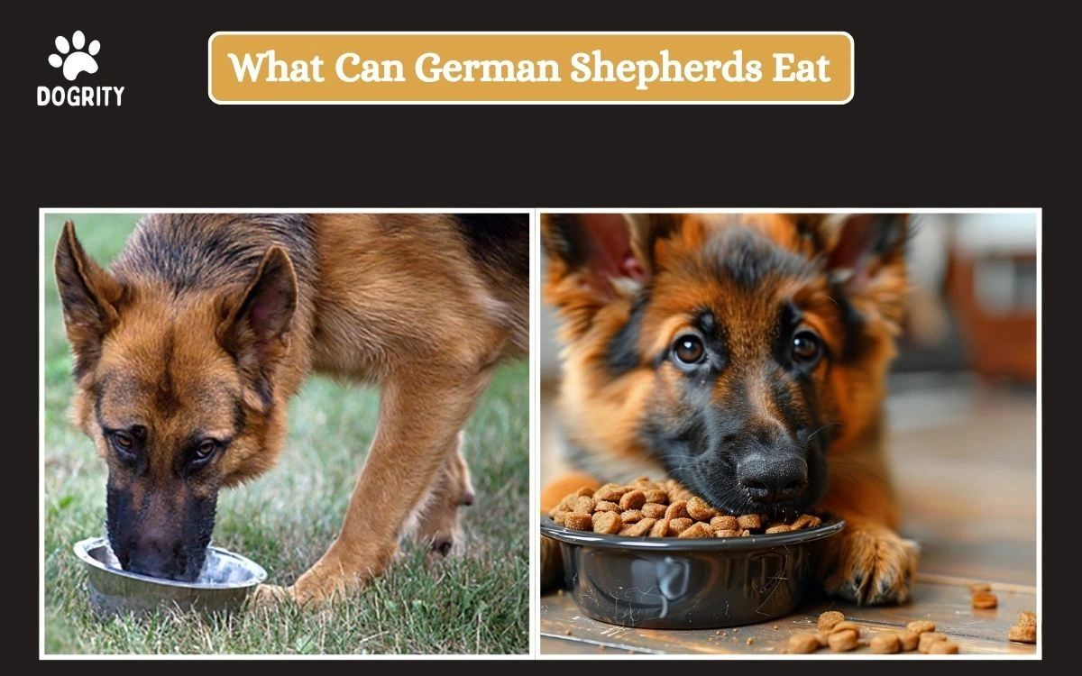 what can german shepherds eat