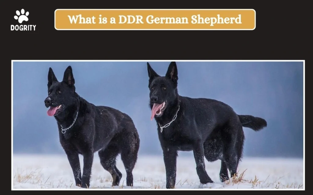 what is a ddr german shepherd