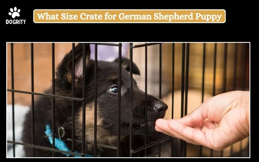 what size crate for German Shepherd puppy