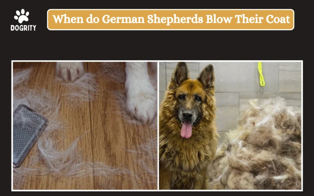 when do german shepherds blow their coat