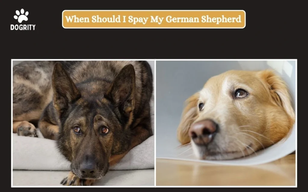 when should i spay my german shepherd