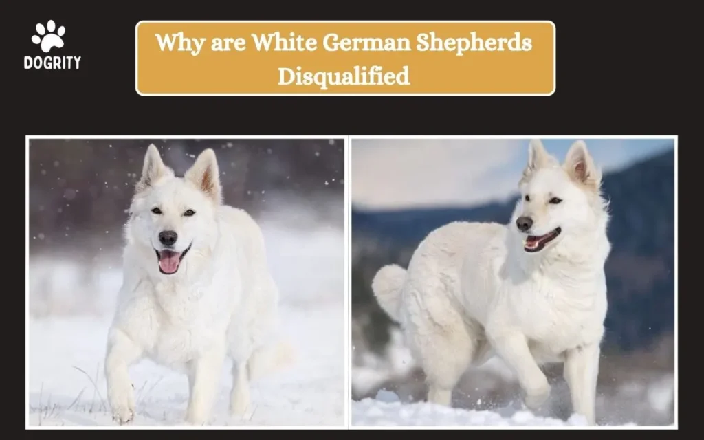 why are white german shepherds disqualified