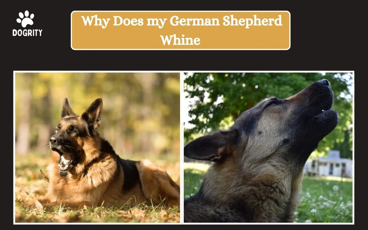 why does my german shepherd whine