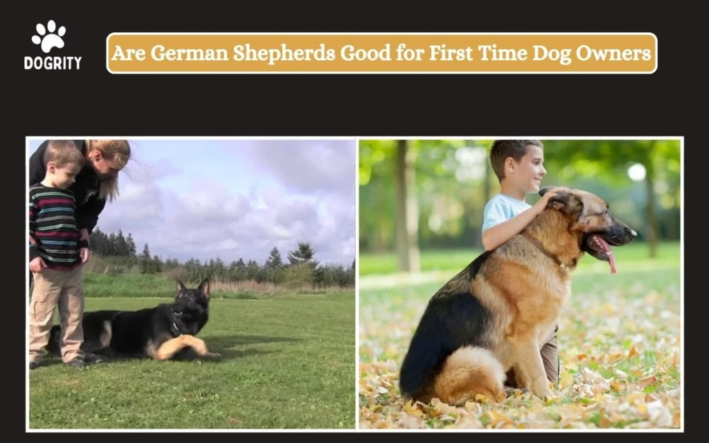 Are German Shepherds Good for First Time Dog Owners