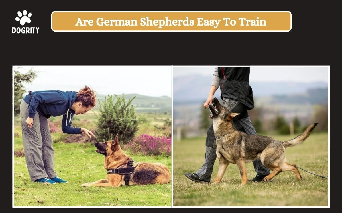 Are German Shepherds easy to train