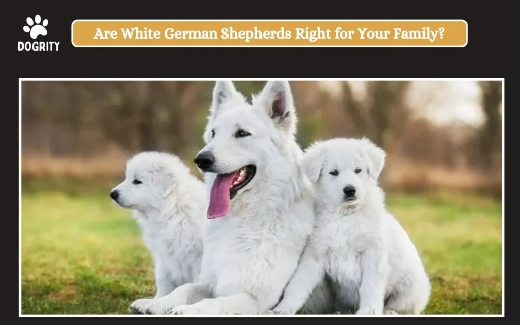 Are White German Shepherds Right for Your Family_