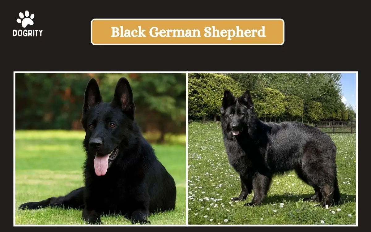 Black German Shepherd