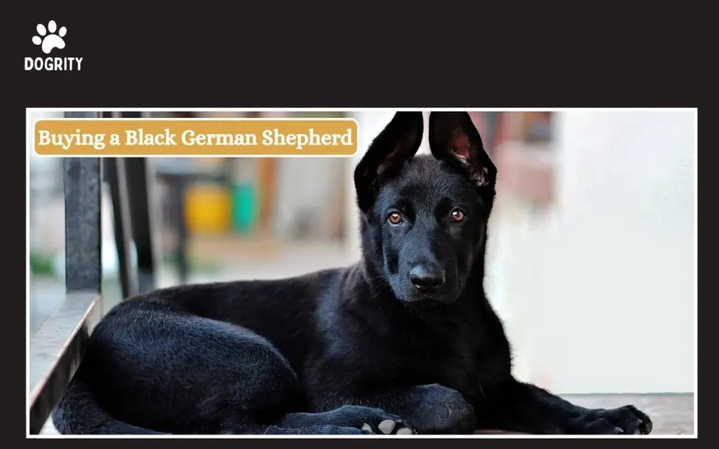 Buying a Black German Shepherd
