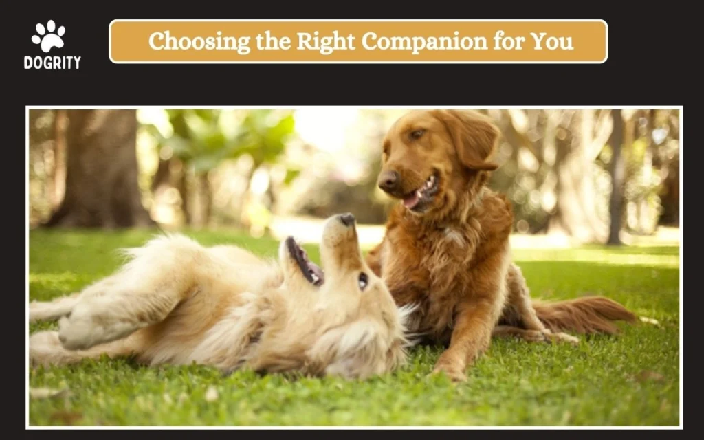 Choosing the Right Companion for You