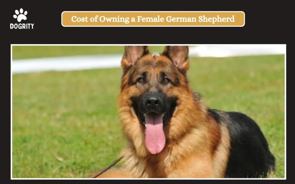 Cost of Owning a Female German Shepherd