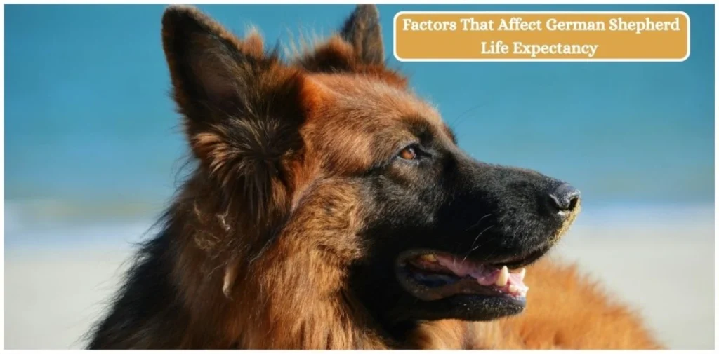 Factors That Affect German Shepherd Life Expectancy