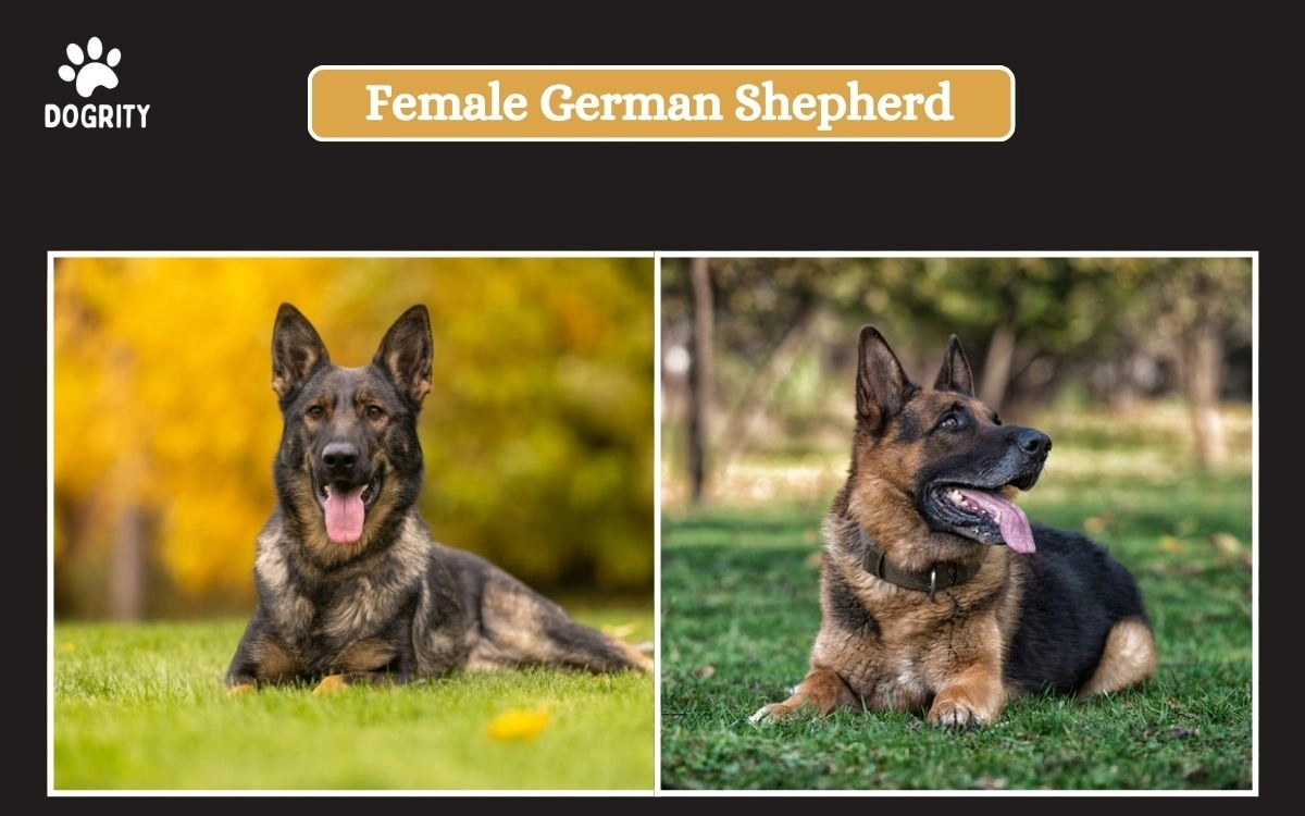 Female German Shepherd_