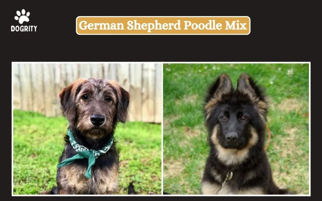 German Shepherd Poodle Mix