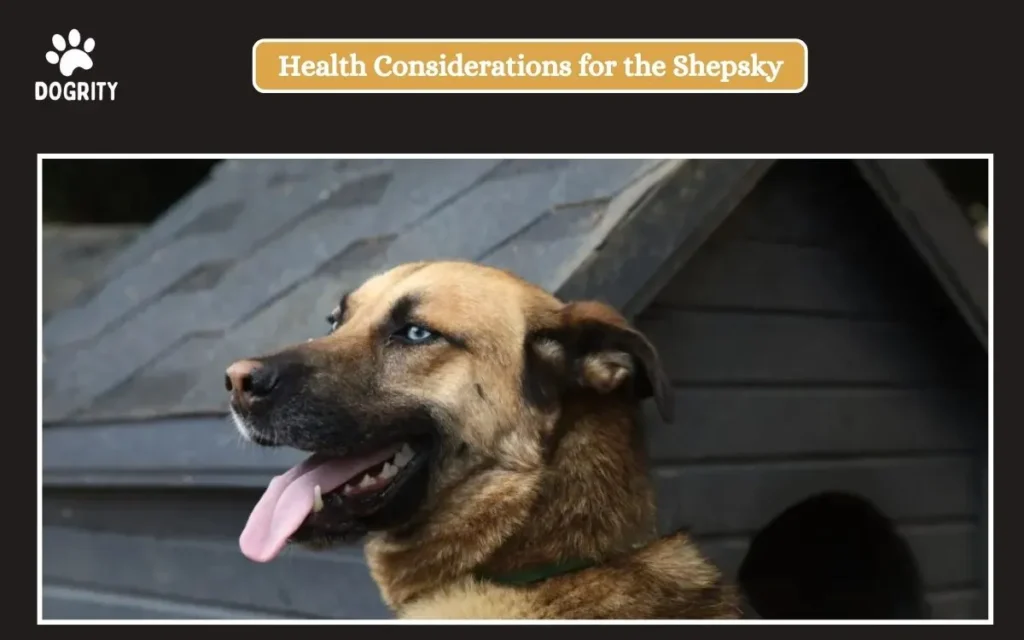 Health Considerations for the Shepsky