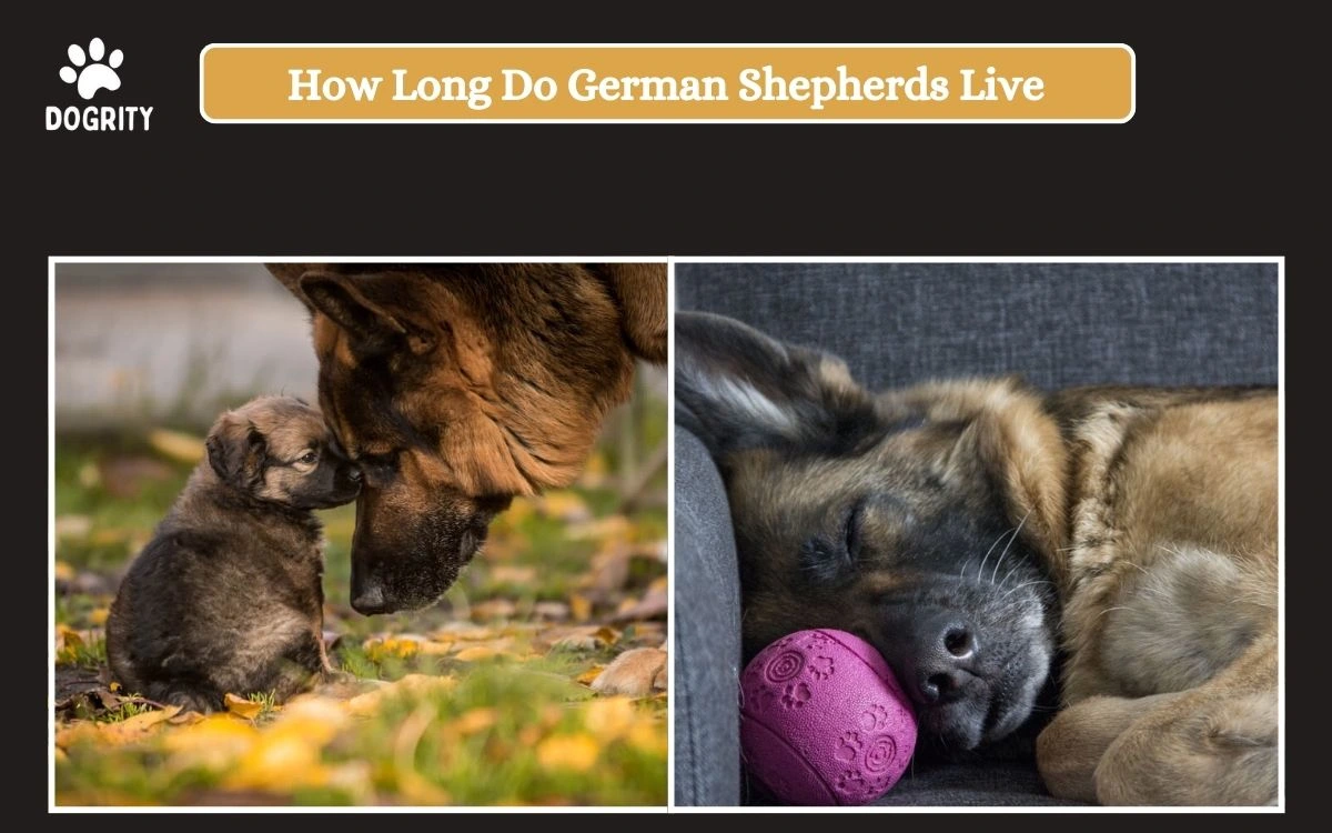 How Long Do German Shepherds Live