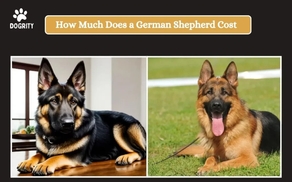 How much does a German Shepherd cost