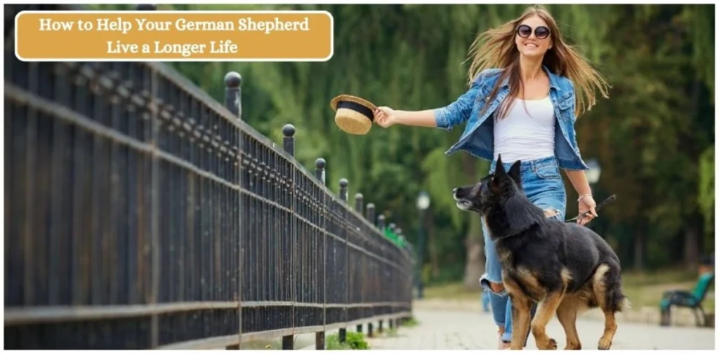 How to Help Your German Shepherd Live a Longer Life