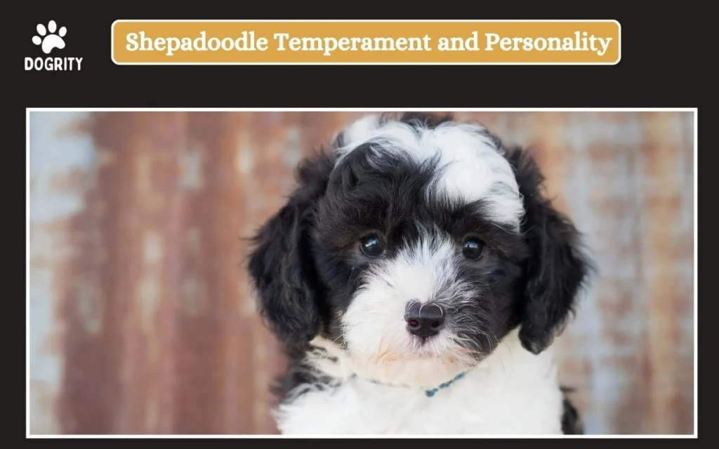 Shepadoodle Temperament and Personality