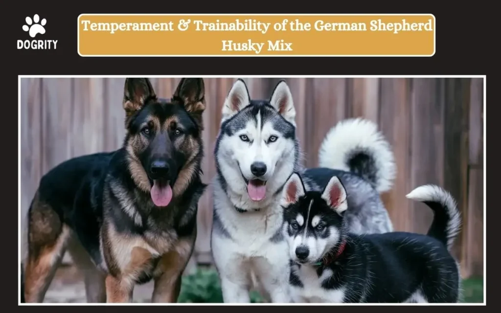 Temperament & Trainability of the German Shepherd Husky Mix