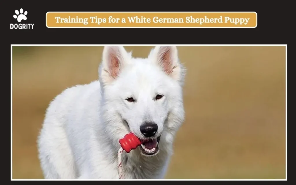 Training Tips for a White German Shepherd Puppy
