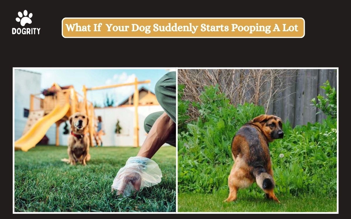 What If Your Dog Suddenly Starts Pooping A Lot