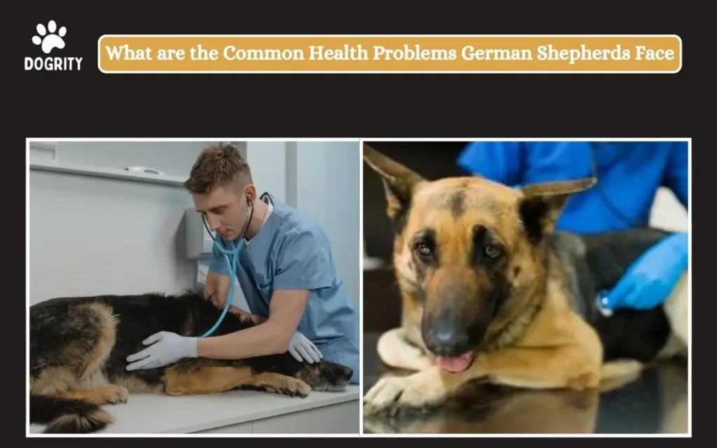 What are the common health problems German Shepherds face