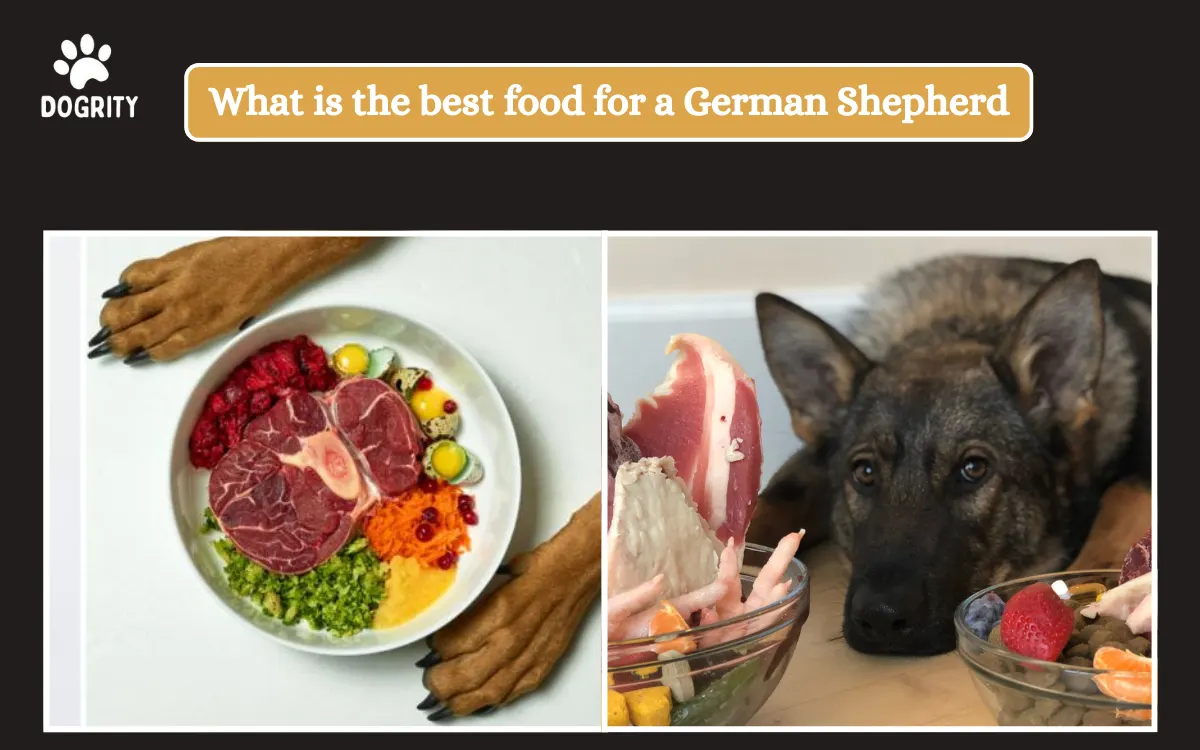 What is the best food for a German Shepherd