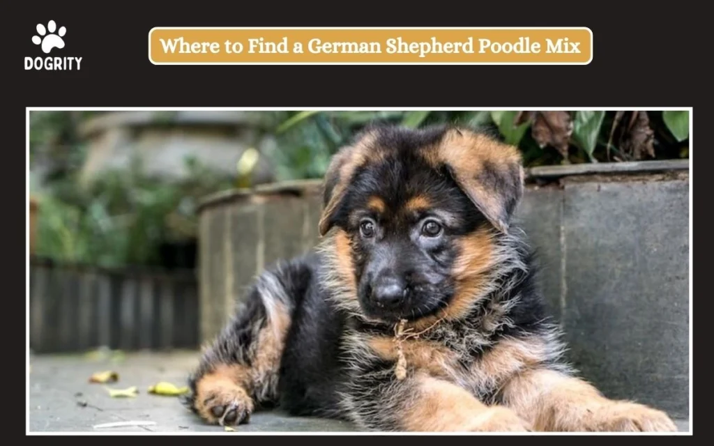 Where to Find a German Shepherd Poodle Mix