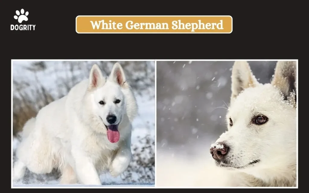 White German Shepherd