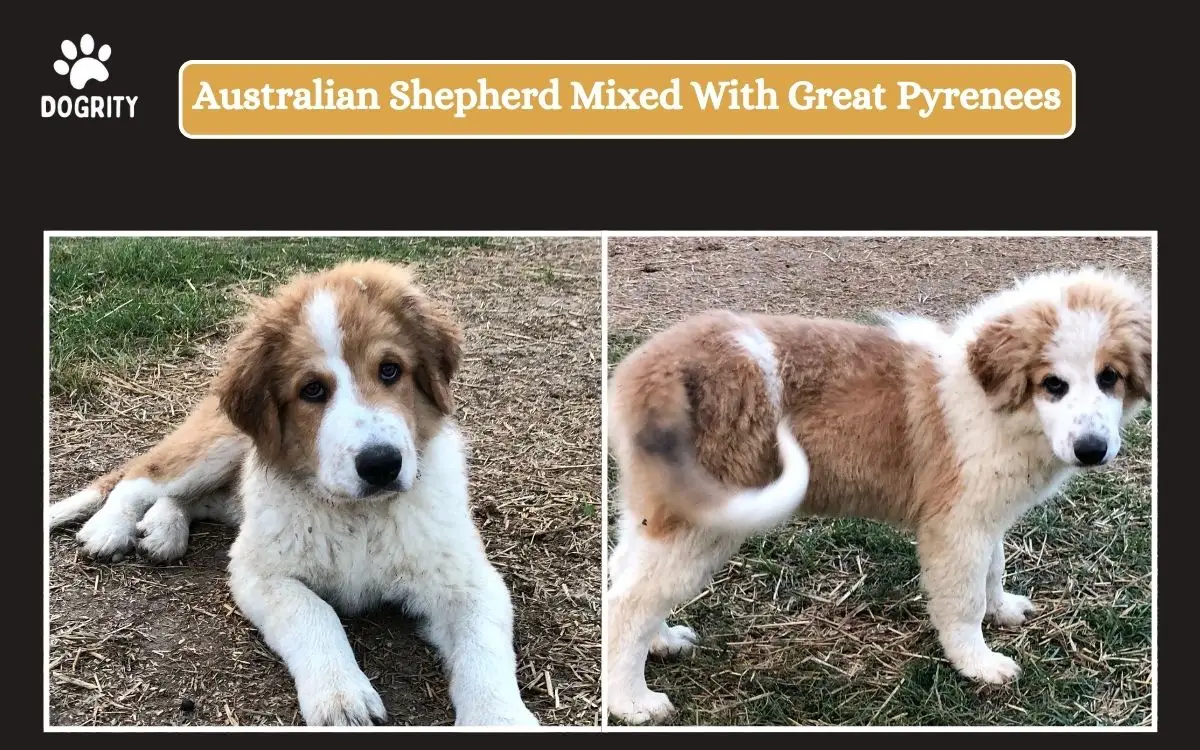 australian shepherd mixed with great pyrenees