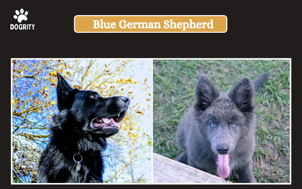 blue germen shepherd