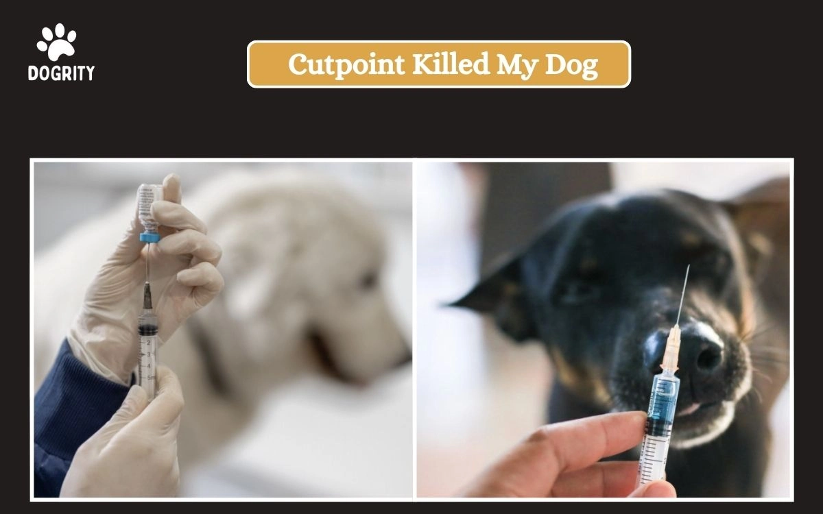 Cytopoint killed my dog