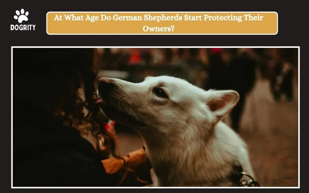 At What Age Do German Shepherds Start Protecting Their Owners_