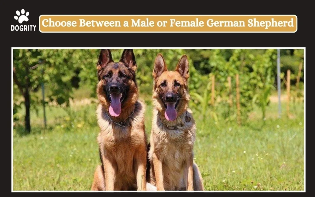 Choose Between a Male or Female German Shepherd