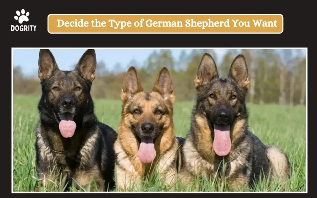 Decide the Type of German Shepherd You Want
